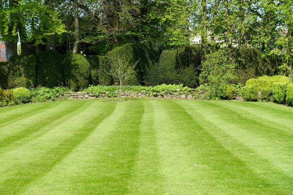 Grass Care Service in Bellingham