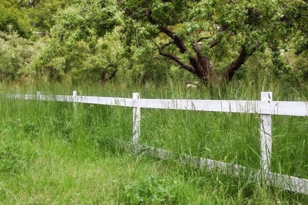 Cost of Fence Line Trimming in Bellingham