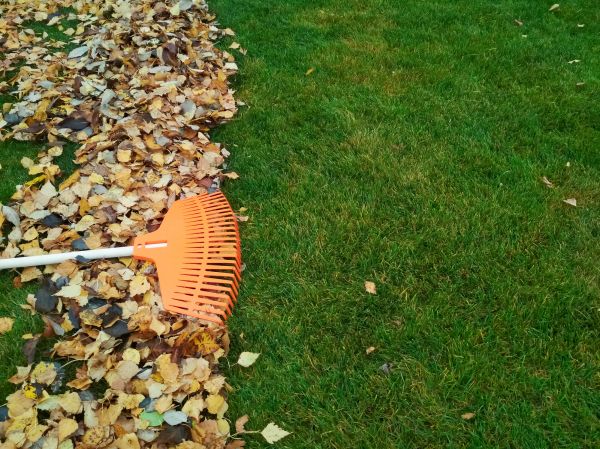 Fall Lawn Care in Bellingham