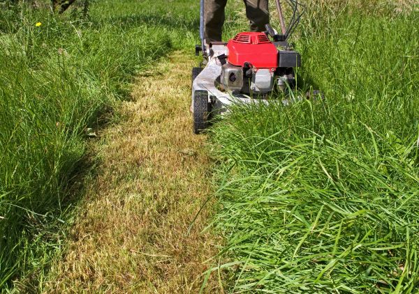 Leaf Mowing in Bellingham